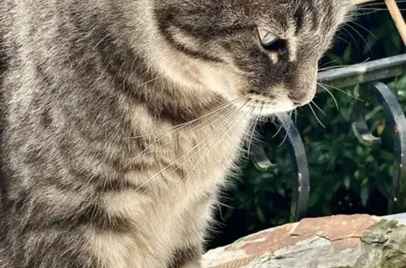 Chat perdu : mâle gris 7 ans, Pau - photo