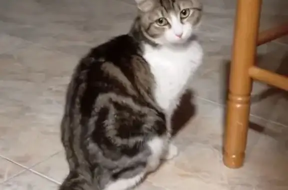 ¡Gato Perdido! Herido y Necesita Ayuda