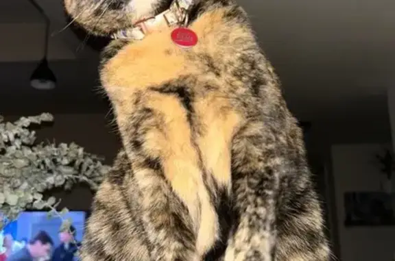 Lost Tortoishelle Cat: 'Brooklyn' in N. Prov