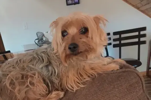 Lost Yorkie: Blonde, Clouded Eye, Columbus