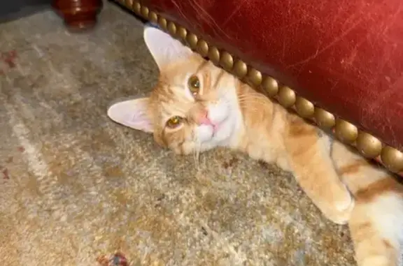 Lost Feisty Orange Tabby in NLR