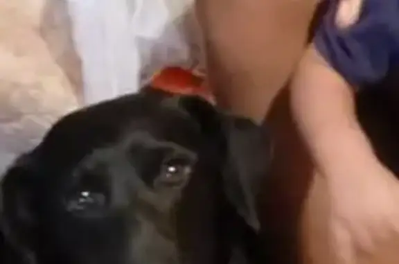 cachorro desaparecida