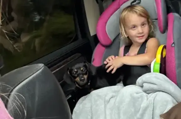 Lost Dachshund: Black & Tan, Pink Collar
