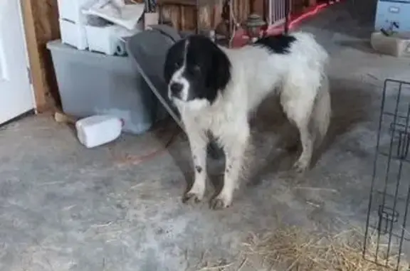 Missing dog , photo: Help Find Batoveen: Lost Gentle Giant