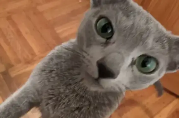 Lost Russian Blue Cat: Barwell Terrace