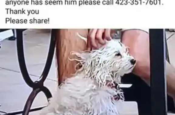 Lost Dog: White, Disabled, Bow-Tie Collar