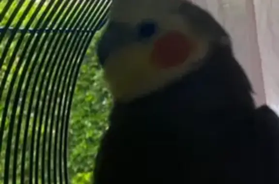 Lost Dark Grey Bird: Whistles...
