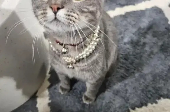 Lost Grey & White Cat: Olive Eyes