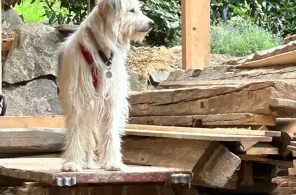 Chien perdu , photo : Chien perdu : Bella, 2 ans, à Saint-Guiraud