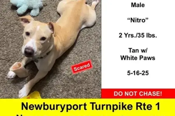 Lost Tan Dog: Green Collar, Newbury