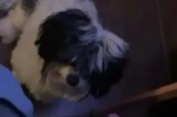 Lost Dog: Black & White, Small, 2 Yrs, Kyo