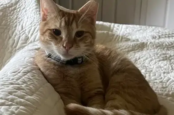 Lost Orange Kitten: Finley on D Street