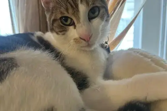 Lost: White/Brown Cat, Orange Spot, NYC