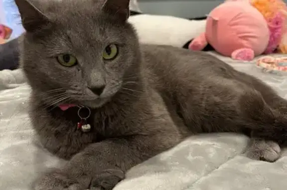 Lost Cat Charlie: Gray/Blue, Pink Collar