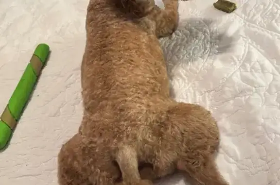 Lost Red Poodle: East County Road