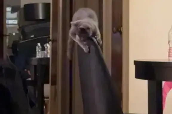 Lost: Gray 6-Month-Old Cat on 33rd St
