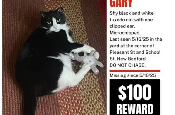 Lost Tuxedo Cat Near Pleasant & School