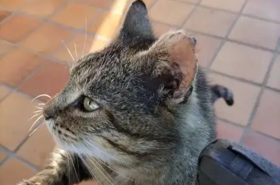 Animaux trouvés Lubersac, photo: Chat trouvé mal castré, rasé au cou.