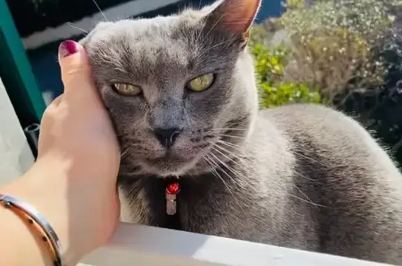 Chat perdu, Ternay, photo: Chat gris perdu, yeux verts, Ternay