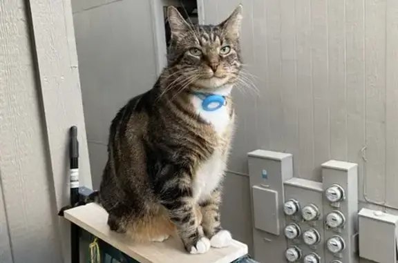 Lost Tabby: Unique Toothless Smile!