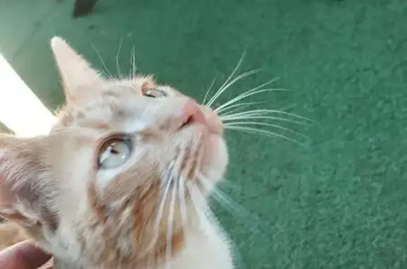 Animaux trouvés Auxerre, photo: Chat mâle castré trouvé à Auxerre