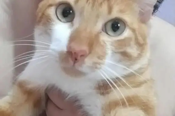 gato desaparecida