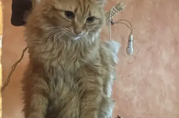 Chat perdu, Bédarrides, photo: Chat roux sociable perdu à Bédarrides