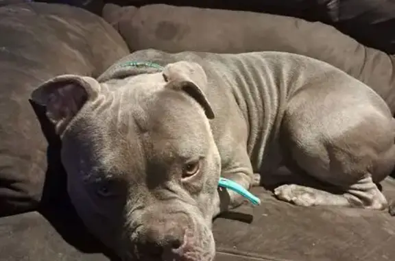Lost Dog: Grey, Big-Headed & Healthy