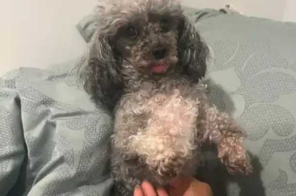 Lost Grey Toy Poodle on North Beech St.