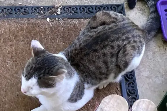 Chat mâle trouvé, blanc/gris, sociable, Dijon - photo