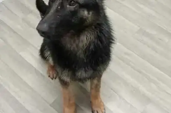 Lost Dog: Black with Tan Markings, NI