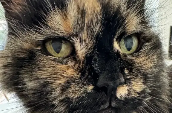 Lost: Sweet 19-Year-Old Tortoiseshell Cat