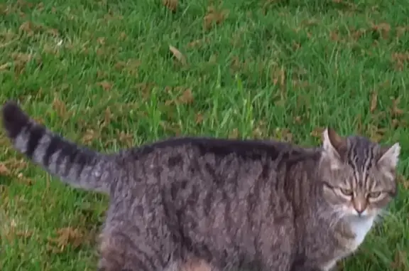 Chatte perdue: Elia, Castres, Avenue Lautrec - photo