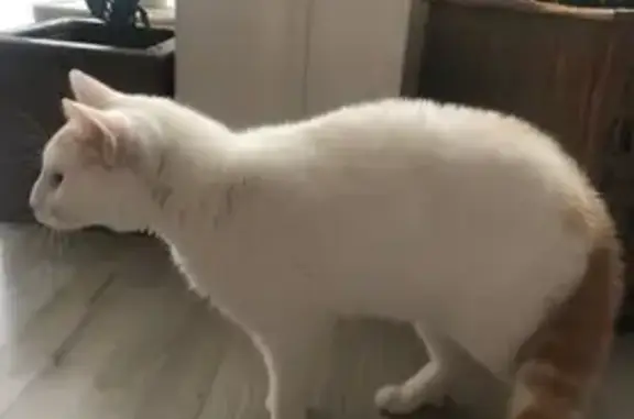 Chat trouvé Dunkerque, photo: Chat blanc et roux trouvé, yeux bleus, Dunkerque