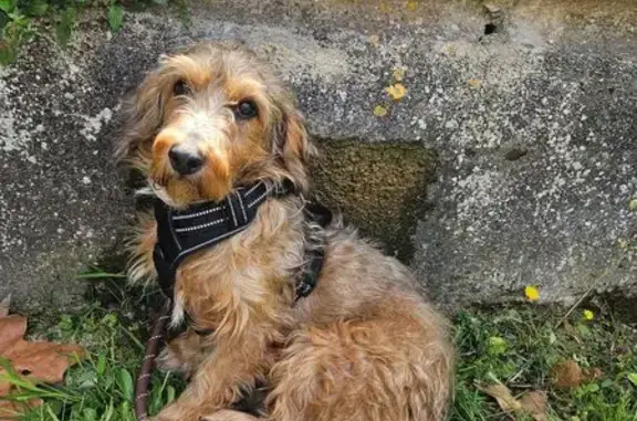 Chien perdu multicolore à La Colle-sur-Loup - photo