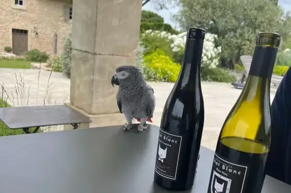 Animaux trouvés Saint-Didier, photo: Perroquet gris trouvé au Domaine du Chat Blanc