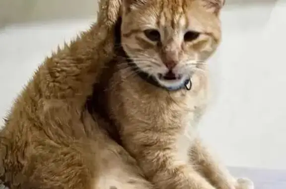 gato desaparecida