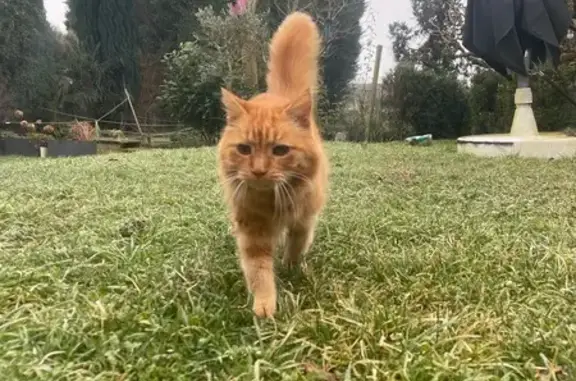 Animaux perdus Gries, photo: Chat roux perdu, 3,1 kg, Rue du Stade