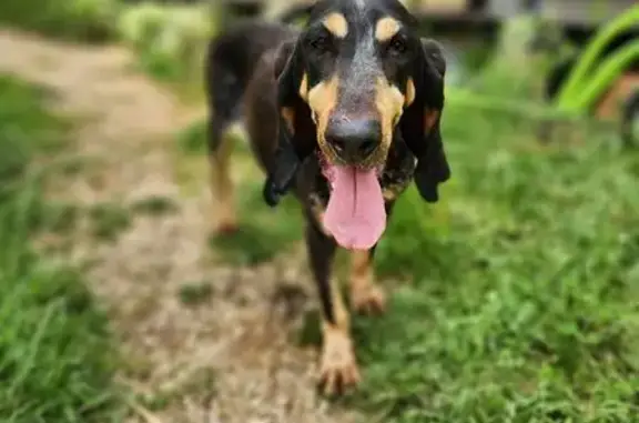 Animaux trouvés , photo: Chienne croisée trouvée à Concots