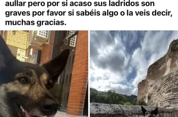 Perro Perdido con Arnés del Valencia CF