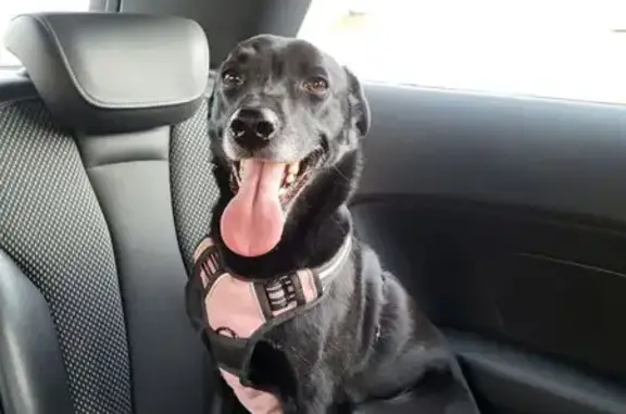 Chien perdu Villerest, photo : Chienne noire perdue, harnais rose, Villerest