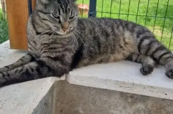 Chat tigré perdu, Rue du Puy Mary, Lanobre - photo