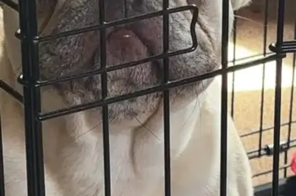 Help Find Our Sweet French Bulldog!