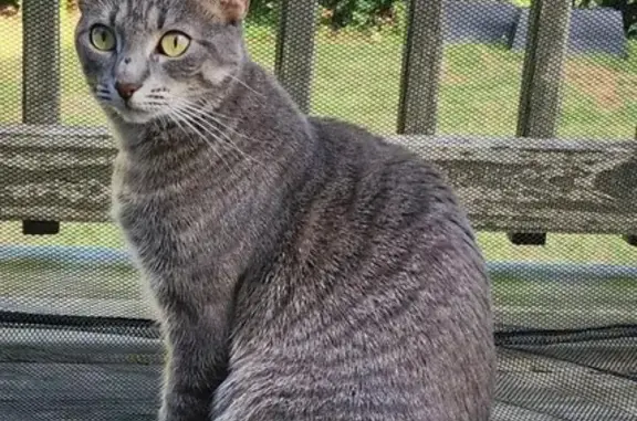 Lost Friendly Tabby: Hazael St, Providence