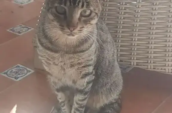 Gato Perdido en Puente Mayorga: Gris-Marrón
