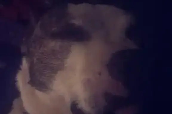 Lost Brindle Dog: Cane on Halsell St