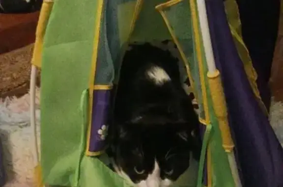 Lost Cat Alert: Black & White Beauty Missing