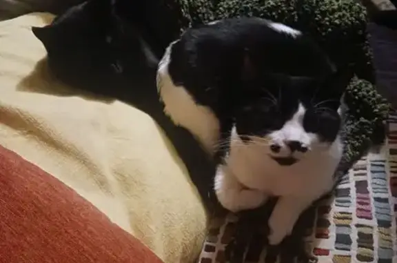 Lost Cat Alert: Black & White Beauty Missing