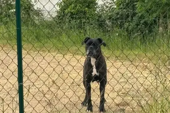 Boxer femelle bringée opérée trouvée à Marcenat - photo