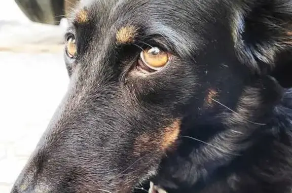 Perro Perdido: Negro con Cejas y Patas de Fuego